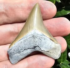 Lee Creek Chubutensis Shark Tooth Fossil Aurora North Carolina Not Megalodon picture