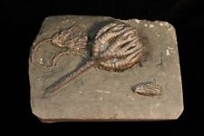 Three Terrific Fossil Crinoids on Gorgeous Mini-Plate, Crawfordsville, Indiana picture