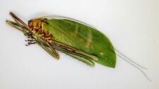 Orthoptera -Macrolyristes Coporalis (f) -World Largest Hopper - V. Rare (MCM07) picture