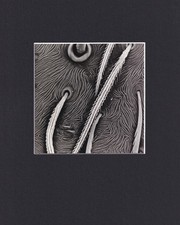 8X10" Matted Print Picture from Micrograph: Spider Exoskeleton picture