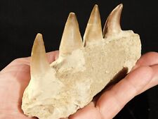 100 Million Year Old Mosasaurus JAW Bone Fossil With FOUR Fossil TEETH 208gr picture