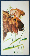 GOLDEN TAKIN   Himalayan Goat    Illustrated Wildlife Card  AD30 picture