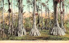 Palatka Florida Cypress Swamps Trees Tropical Fauna Botanical Vtg Postcard E26 picture