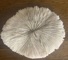 Natural Sea Reef Ocean Beach Fungia Plate Tongue CORAL Flat Cream Color 81g picture