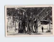Postcard Giant Banyan Tree St. Petersburg Florida USA picture