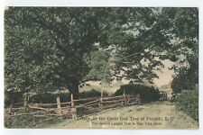 View of the Great Oak Tree at Peconic Long Island NY postcard A2 picture