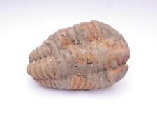 Trilobite - Natural Flexicalymene sp.Trilobite Fossil Morocco Devonian Era picture