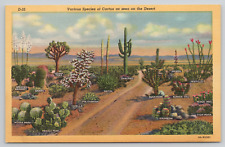 Arizona Various Cactus Species Linen Postcard picture