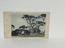 Postcard Cypress Trees near Pacific Grove California CA c1904-1920 A29 picture