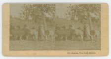 c1900's Real Print Stereoview Alpaccas, Peru, South America picture