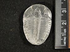 Larger 500 Million Year Old TRILOBITE Fossil 100% Natural Utah 4.17 picture