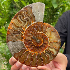 1.15LB Rare Natural Tentacle Ammonite FossilSpecimen Shell Healing Madagas picture