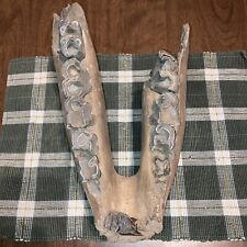 Huge 15 Inch Ice Age Fossil  INTACT JAW COELODONTA ANTIQUITATIS picture