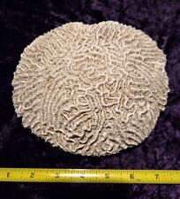Natural Brain Coral, 7 Inch Diameter,  Aquarium Decor, Beach, Natical picture