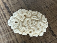 Stunning Natural Tropical Brain Coral Beach Fossil Reef Specimen ~ 3” x 2” picture