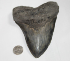 MEGALODON Shark Tooth Fossil No Repair Natural 5.79