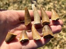 Fossil Crocodile Tooth ONE PER PURCHASE Morocco Dinosaur Tooth Cretaceous Croc picture