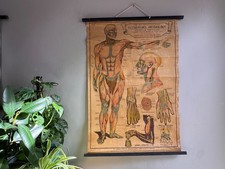 Antique Human Muscles Anatomy Chart: 1908 Physiology School Poster picture