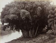 c1890 ORIGINAL albumen photograph GIANT palm trees Sri Lanka Ceylon by Skeen picture