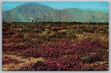 Sand Verbena Flower Floral Beds Mountains Desert Vegetation Vintage UNP Postcard picture