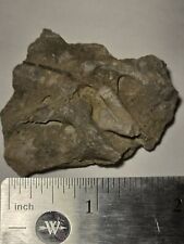 Indiana Fossil Bryozoan Lot Of 7 picture
