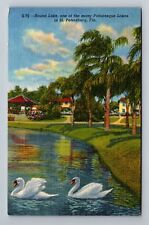 St Petersburg FL-Florida, Swans on Round Lake, c1957 Vintage Postcard picture