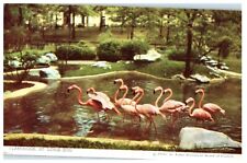 St Louis Missouri~St Louis Zoo~Flamingos in Water~1950's Postcard  picture