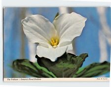 Postcard The Trillium Ontarios Floral Emblem Canada picture