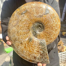 6.5LB Rare Natural Tentacle Ammonite FossilSpecimen Shell Healing Madagascar picture