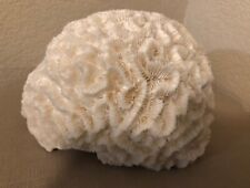 Caribbean Reef Natural White Brain Coral Fossil 3.5 lbs. 6.5