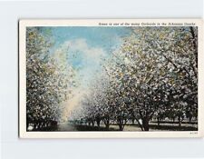 Postcard Scene in One of the Many Orchards in the Arkansas Ozarks USA picture