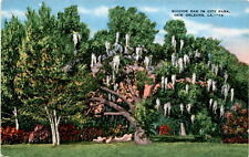 Suicide Oak, City Park, New Orleans, Louisiana, Spanish moss, 16 men,  Postcard picture