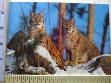 Postcard Lynx North American Wildlife picture