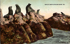 Vintage 1910's Seals on Rocks at Santa Catalina Island, California CA Postcard picture