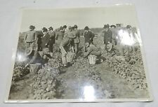 Vintage Press Photo by Paul Thompson - Soldiers Harvesting Beans? picture