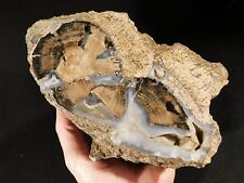 BIG BLUE Forest Polished Petrified WOOD HEART Fossil Wyoming 2582gr picture