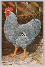 Silver Pencilled Rooster Chicken Hen ZANDER Artist Signed Vtg Postcard 1923 picture
