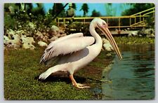 Postcard FL Tampa Pelican Pete Busch Gardens A24 picture