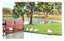 Swans on Lake Lucerne Orlando Florida vintage postcard a66 picture