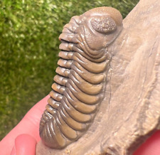 Austerops Trilobite Fossil - Ofaten, Morocco picture