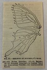 1882 magazine engraving~ SKELETON OF BUTTERFLY WING picture