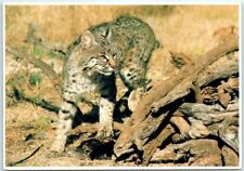 Postcard - Bobcat (Wildcat) Lynx Rufus Baileyi picture