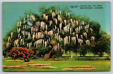Suicide Oak, City Park, New Orleans, Louisiana Vintage Postcard picture