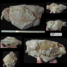 Oreodont Upper Skull Unprepped, Merycoidodon gracilis Fossil, Badlands, SD O1542 picture