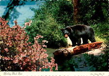 Vintage 1970 Black Bear Postcard - Dexter SUPREME picture