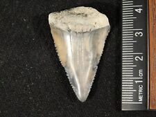 ANCESTRAL Great White SHARK Tooth Fossil SERRATED 100% Natural 6.8gr picture