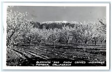 c1940's Blossoms Snow Capped Mountains Pomona California CA RPPC Photo Postcard picture