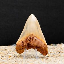 Authentic Megalodon Shark Tooth Fossil picture