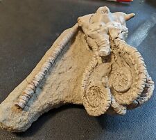 Crinoid Jimbacrinus bostocki Late Permian 260 million picture