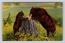 Yellowstone National Park, Two Brown Bears, Series #931, Vintage Postcard picture
